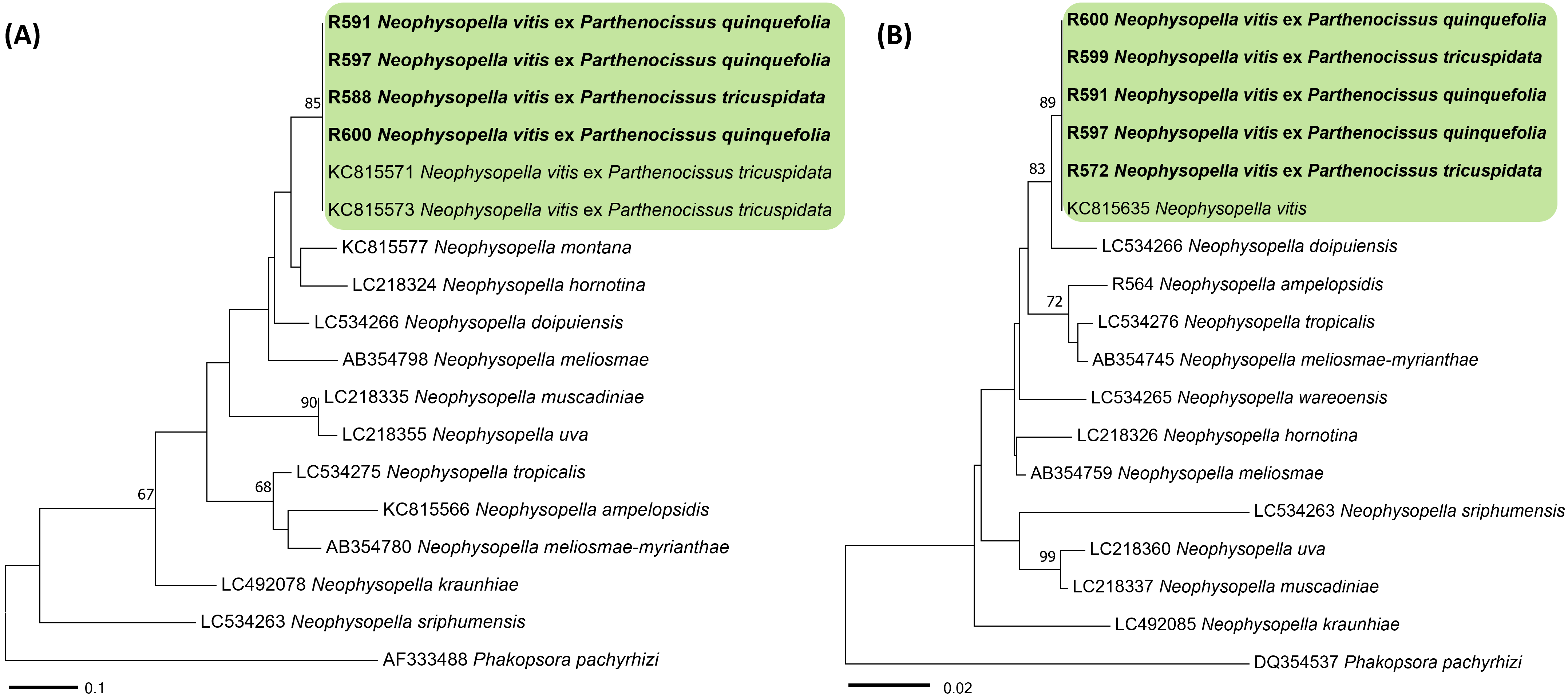 Neophysopella 종들의 ITS (A) 및 LSU (B) 염기서열을 바탕으로 한 minimum e volution 계통수. 연두색 박스는 Neophysopella vitis, 국내 시료는 굵은 글씨로 표시.