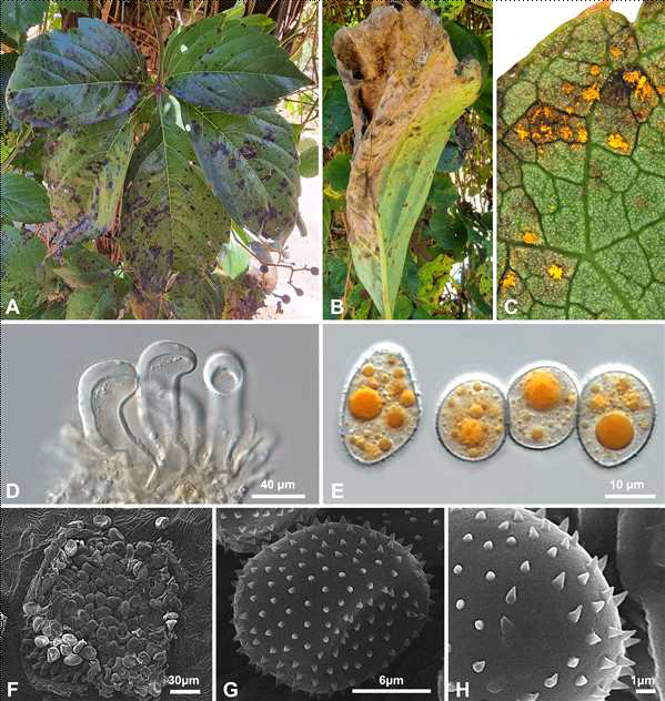 국내 미기록 녹병균 Neophysopella vitis 에 감염된 미국담쟁이의 병징 사진 및 녹병균의 형태적 모습. 녹병에 감염된 잎의 모습(A, B), 여름포자더미의 모습(C, F), para physis의 모습(D) 및 여름포자의 모습(E, G, H)