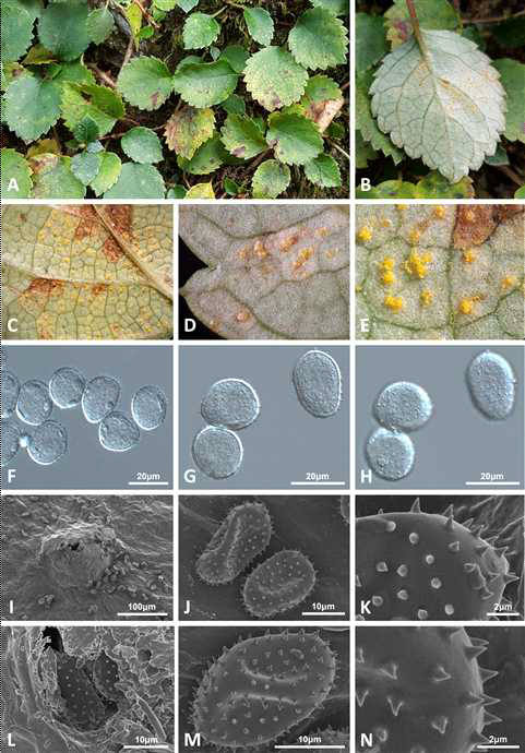 국내 미기록 녹병균 Pucciniastrum hydrangeae-petiolaris 에 감염된 등수국의 병징 사진 및 녹병균의 형태적 모습. 녹병에 감염된 잎의 모습(A, B), 여름포자더미의 모습(C-E, I, L) 여름포자의 모습(F-H, J, M) 및 여름포자의 표면(K, N)
