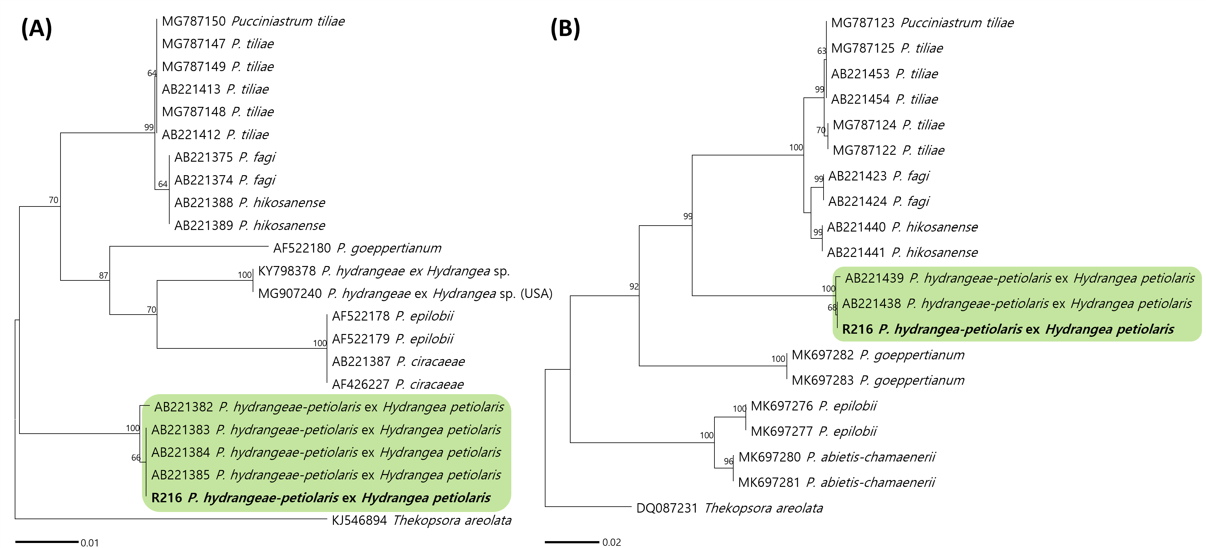 Pucciniastrum 종들의 ITS (A) 및 LSU (B) 염기서열 기반 minimum evolution 계 통수. 연두색 박스는 Pucciniastrum hydrangeae-petiolaris, 국내 시료는 굵은 글씨로 표시.