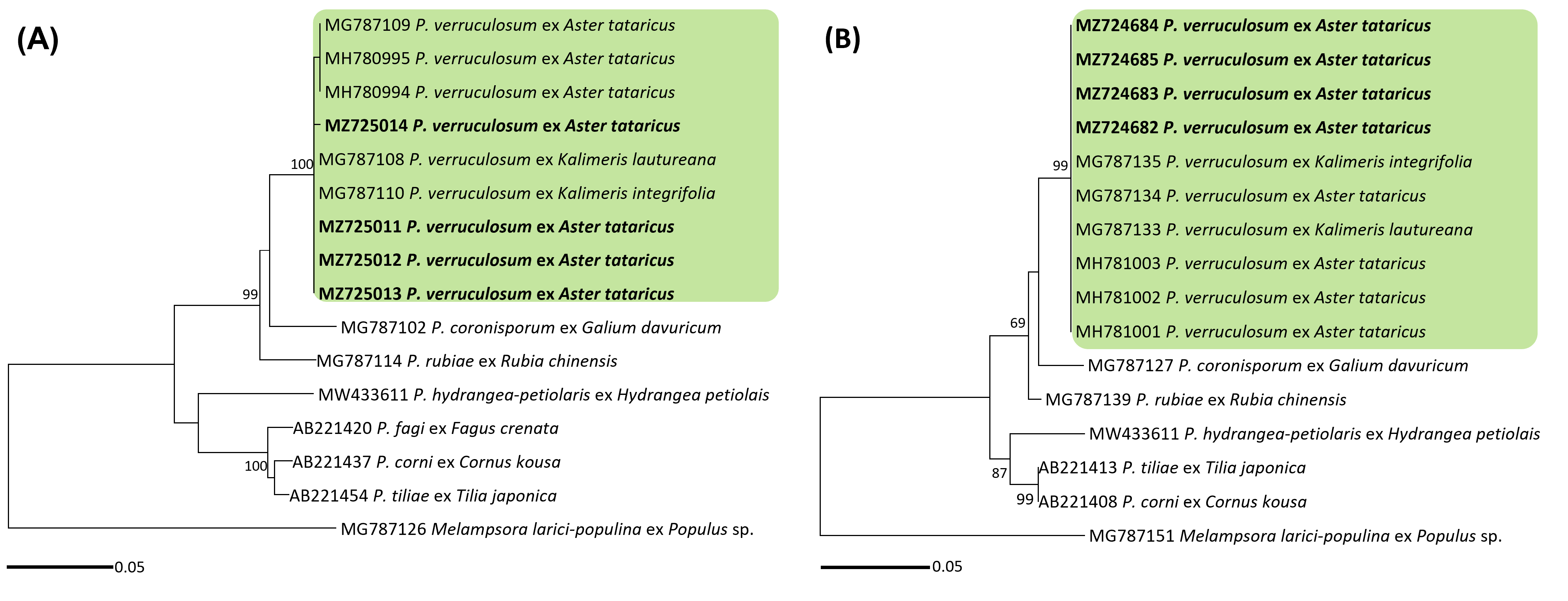 Pucciniastrum 종들의 ITS (A) 및 LSU (B) 염기서열 기반 minimum evolution 계통수. 연두색 박스는 Pucciniastrum verruculosum, 국내 시료는 굵은 글씨로 표시.