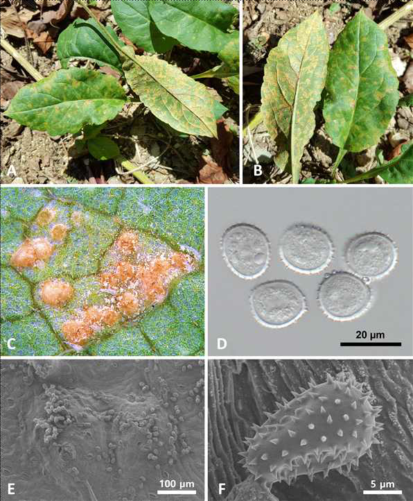 국내 미기록 녹병균 Pucciniastrum verruculosum 에 감염된 개미취의 병징 사 진 및 녹병균의 형태적 모습. 녹병에 감염된 잎의 모습(A-B), 여름포자더미의 모습(C, E) 및 여름포자의 모습(D, F)