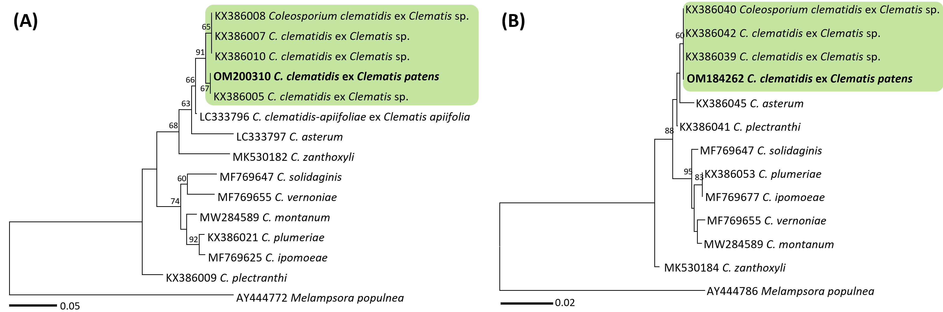 Coleosporium 종들의 ITS (A) 및 LSU (B) 염기서열을 바탕으로 한 minimum ev olution 계통수. 연두색 박스는 Coleosporium clematidis, 국내 시료는 굵은 글씨로 표시.