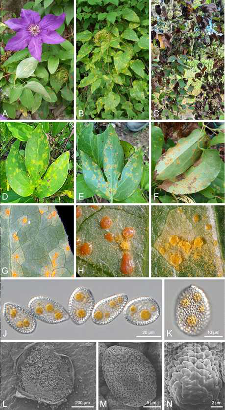 녹병균 Coleosporium clematidis 에 감염된 큰꽃으아리의 병징 사진 및 녹병균의 형태적 모습. 녹병에 감염된 잎의 모습(AF), 여름포자더미의 모습(G-I, L), 여름포자의 모습(J, K, M) 및 여름 포자의 표면(N)