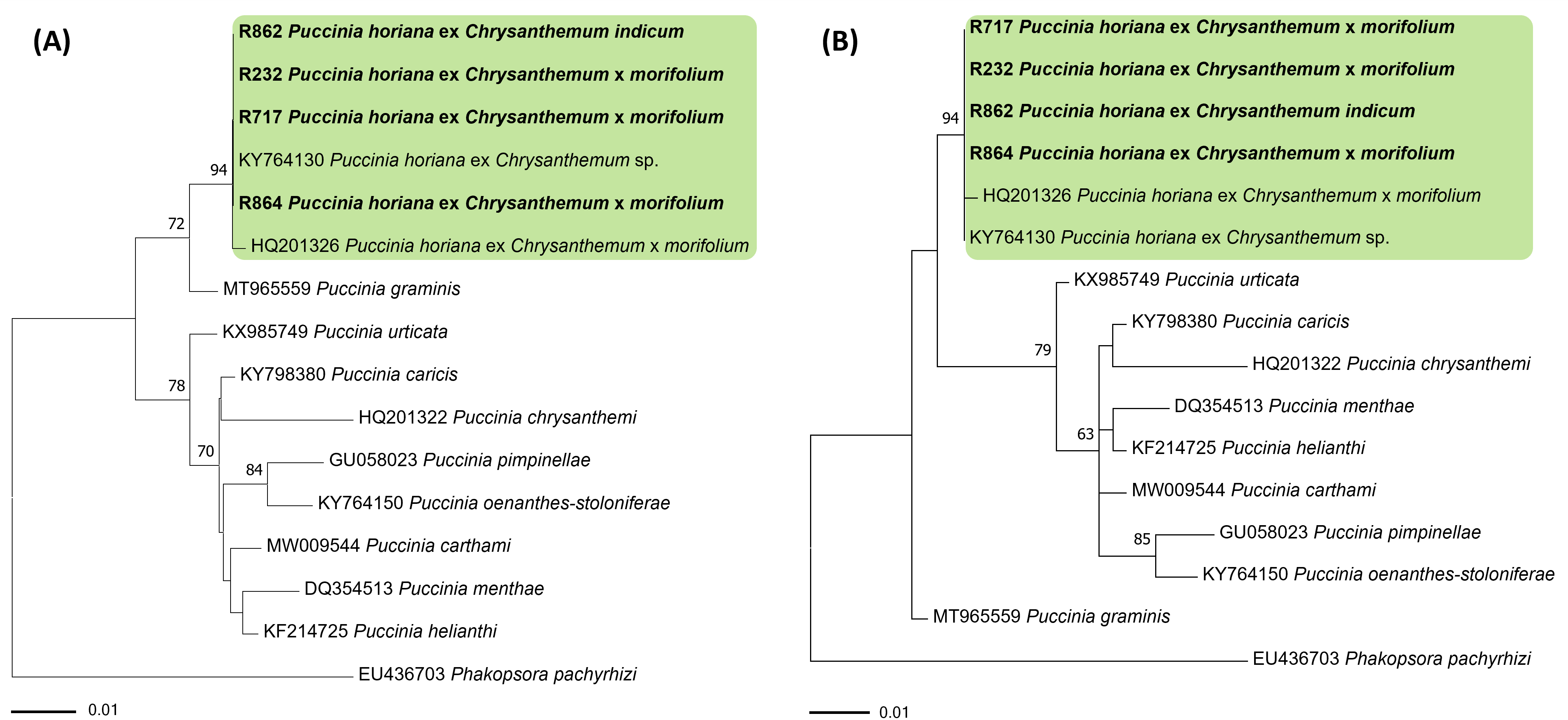 Puccinia 종들의 ITS 염기서열을 바탕으로 한 minimum evolution (A) 및 maximum lik elihood (B) 계통수. 연두색 박스는 Puccinia horiana, 국내 시료는 굵은 글씨로 표시.