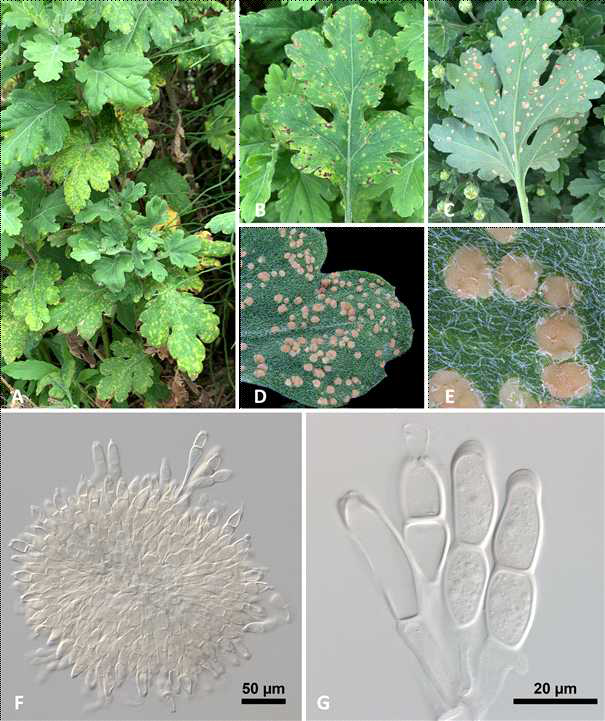 녹병균 Puccinia horiana에 감염된 국화의 병징 사진. 흰녹병에 감염된 개체(A) 및 감염된 잎의 모습(B-C)과 겨울포자퇴(D-E) 및 겨울포자의 모습(F-G)