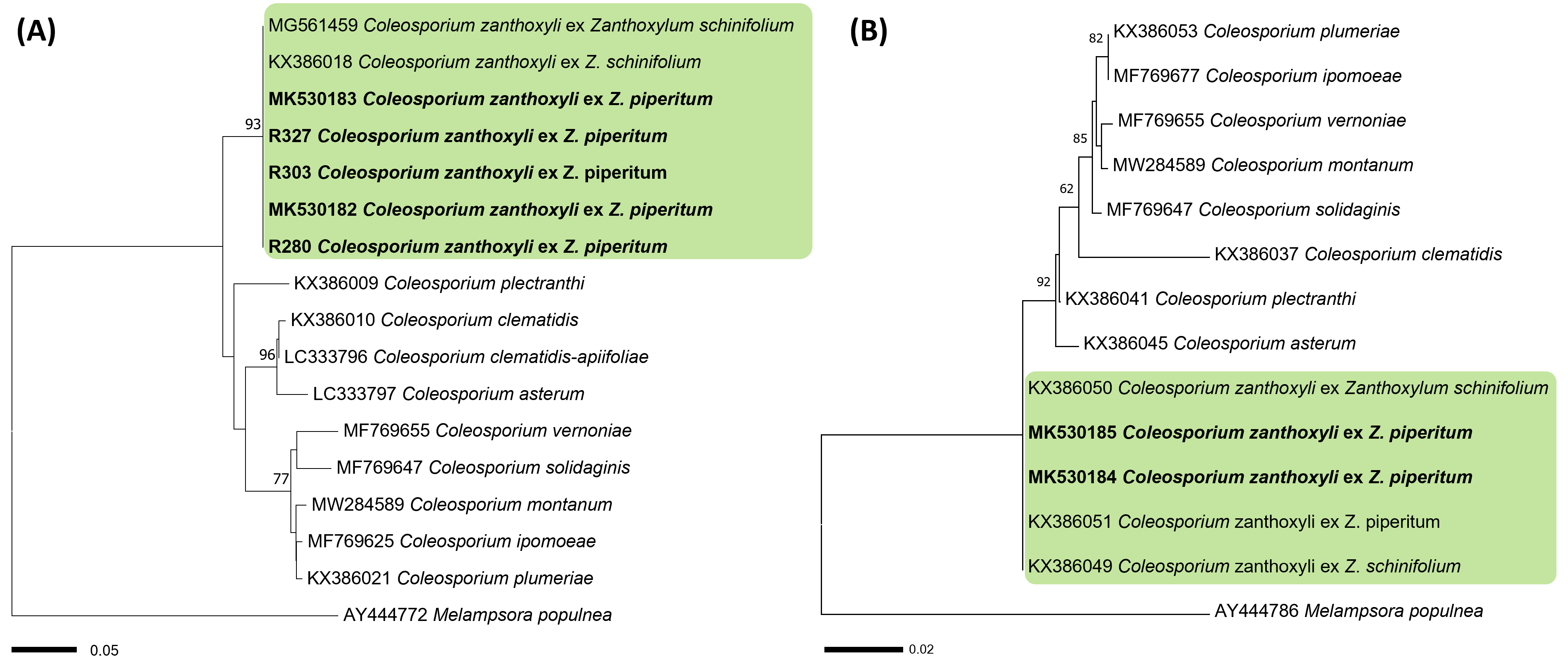 Coleosporium 종들의 ITS (A) 및 LSU (B) 염기서열을 바탕으로 한 minimum ev olution 계통수. 연두색 박스는 Coleosporium zanthoxyli, 국내 시료는 굵은 글씨로 표시.