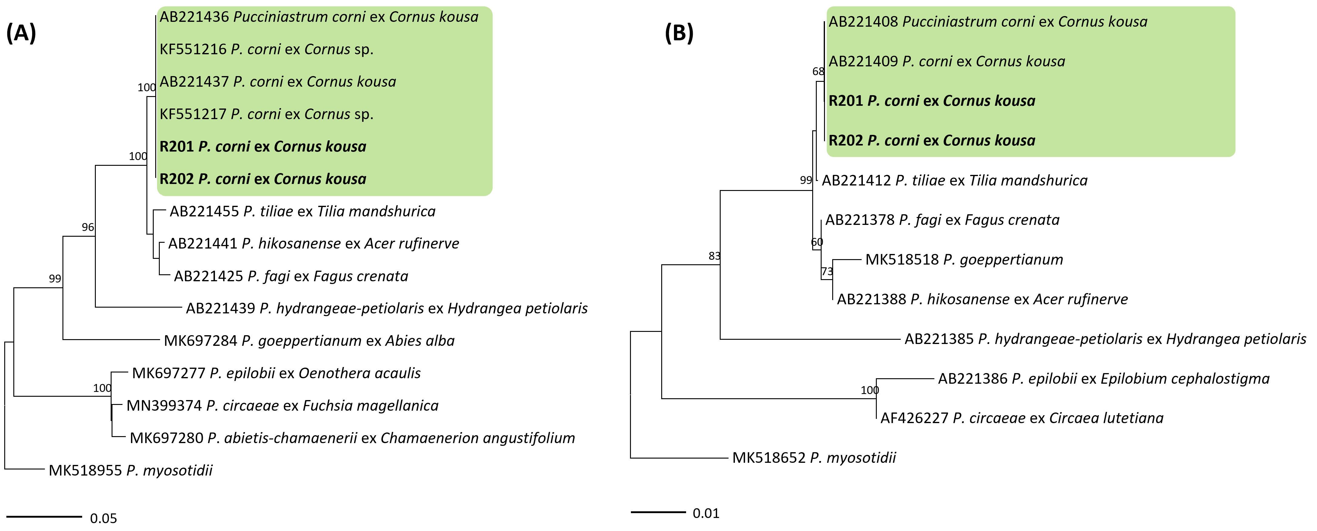 Pucciniastrum 종들의 ITS (A) 및 LSU (B) 염기서열을 바탕으로 한 minimum evolution 계통수. 연두색 박스는 Pucciniastrum corni, 국내 시료는 굵은 글씨로 표시.