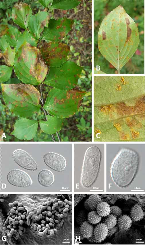 녹병균 Pucciniastrum corni에 감염된 산딸나무의 병징 사진 및 녹병균의 형태적 특징. 녹병에 감염된 산딸나무의 잎(A-B) 및 여름포자더 미(C, G)와 여름포자(D-F, H)의 모습