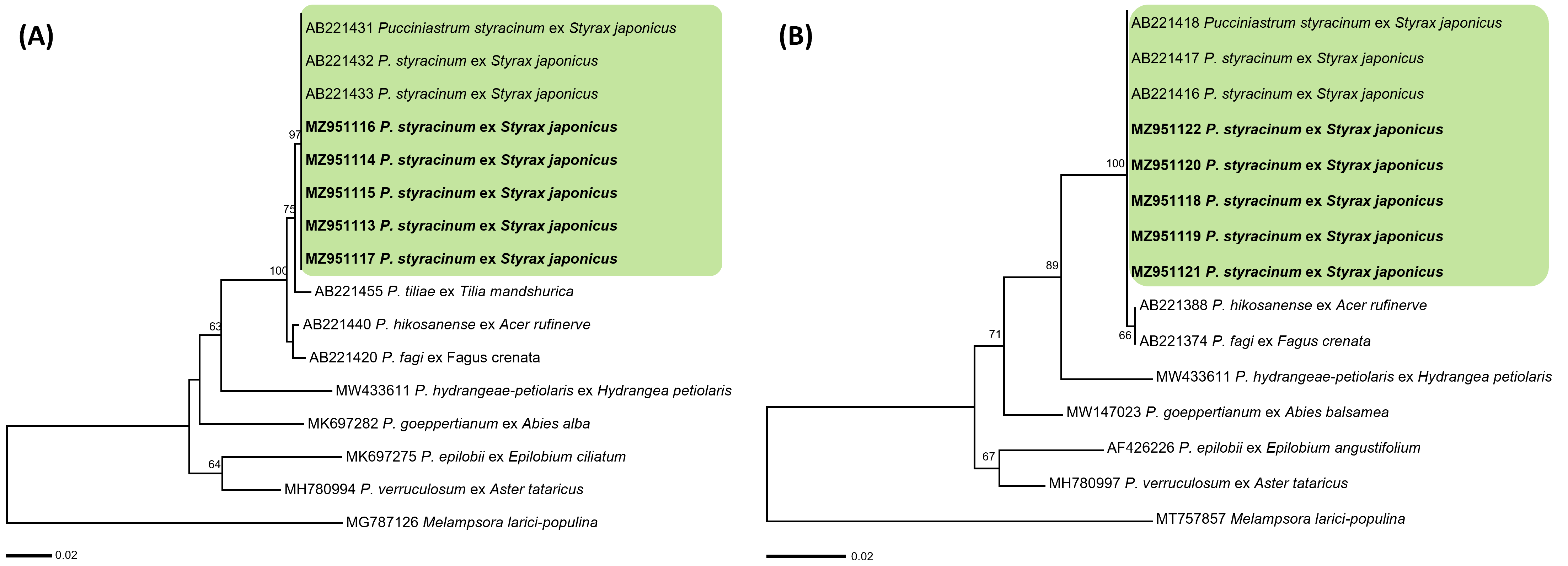 Pucciniastrum 종들의 ITS (A) 및 LSU (B) 염기서열을 바탕으로 한 minimum evolution 계통수. 연두색 박스는 Pucciniastrum styracinum, 국내 시료는 굵은 글씨로 표시.