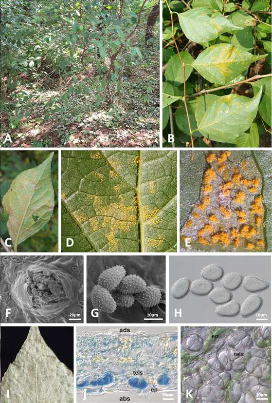 녹병균 Pucciniastrum styracinum에 감염된 때죽나무의 병징 사진 및 녹 병균의 형태적 특징. 녹병에 감염된 때죽나무의 잎(A-C) 및 여름포자더미(D-F)와 여름포자(G, H)의 모습. 겨울포자가 형성된 잎의 모습(I) 및 겨울포자의 모습(J, K)
