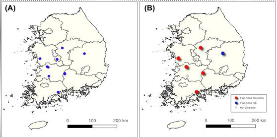 2020~2021년 국화 녹병의 조사 지점(A) 및 녹병이 발생한 지점(B)