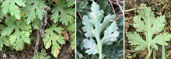 국화 녹병이 발생한 포장(A) 및 국화 흰녹병(B)과 미기록 녹병 Puccinia sp.(C)의 병징 사진