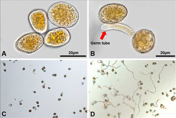 마늘 녹병균 여름포자의 발아과정. 발아 직전의 여름포자(A)와 발아관을 형성한 여름포자(B)와 15℃에서 2시간 경과 후의 모습(C)과 8시간 후의 모습(D)