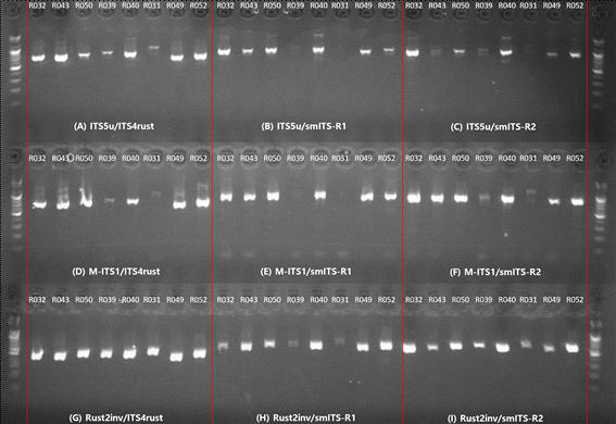 녹병균 ITS 영역의 PCR 증폭을 위한 primer 조합별 전기영동 사진