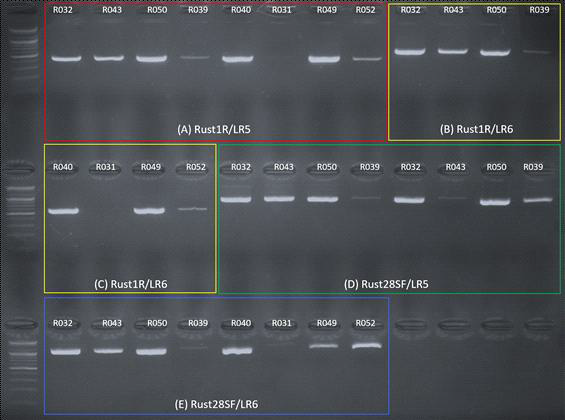녹병균 LSU 영역 PCR 증폭을 위한 primer 조합별 전기영동 사진