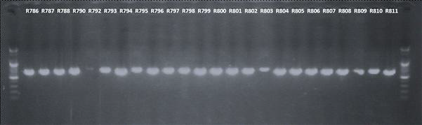 LRust1R/LRust3 primer 조합의 PCR 전기영동 사진