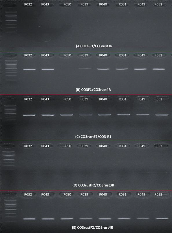 녹병균 동정을 위한 CO3 mtDNA primer 조합별 PCR반응의 전기영동 사진