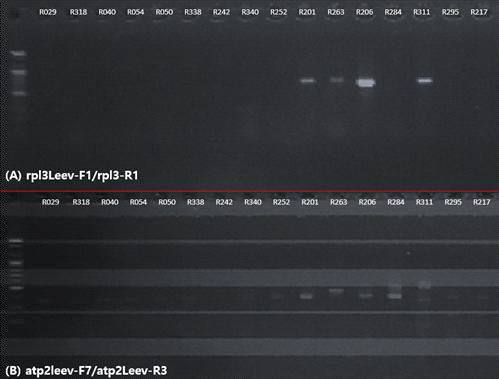 primer 테스트에서 높은 증폭율을 보인 rpl3leev-F1/rpl3-R 조합(A) 과 atp2-F7/atp2leev-R3 조합(B)의 전기영동 사진