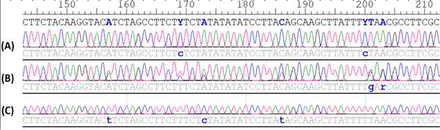 Pucciniastrum 종복합체 3종의 rpl3 (rpl3Leev-F1/rpl3-R) 유전자 염기서열. 파란색으 로 표시된 염기는 SNPs (Single nucleotide polymorphism)를 의미함. A, Pucciniastrum coryli; B, P. corni; C, P. styracinum