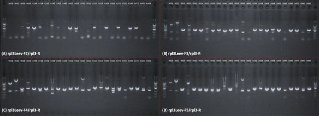 rpl3 primer 조합별 PCR 전기영동 사진. (A) rpl3Leev-F2/rpl3-R, (B) rpl3Leev-F3/rpl3-R, (C) rpl3Leev-F4/rpl3-R, (D) rpl3Leev-F5/rpl3-R