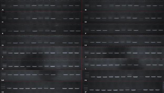 rpl3Leev-F3/rpl3-R 증폭 산물의 gradient PCR 전기영동 결과. A: 63℃, B: 62.2℃, C: 61℃, D: 59.1℃, E: 56.8℃, F: 54.9℃, G: 53.7℃, H: 53℃, I: 52℃, J: 51.1℃, K: 49.9℃, L: 48.9℃, M: 48℃, N: 47℃, O: 46.1℃, P: 45℃