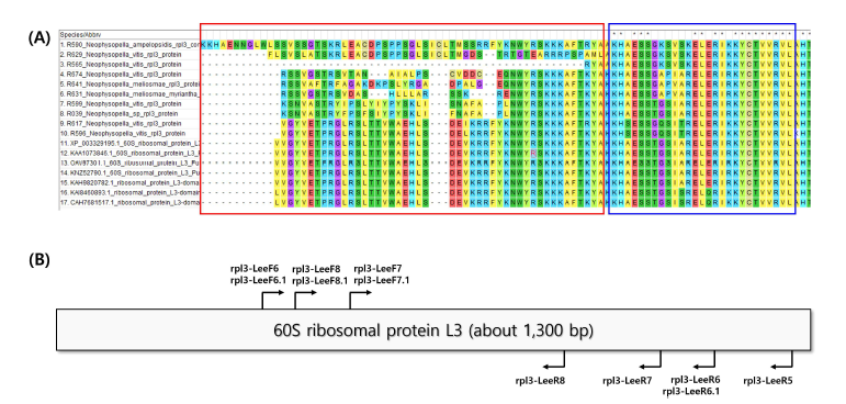녹병균의 rpl3 아미노산 서열 비교(A)와 아미노산 서열을 바탕으로 디자인된 rpl3 primer들을 표시한 primer map (B)