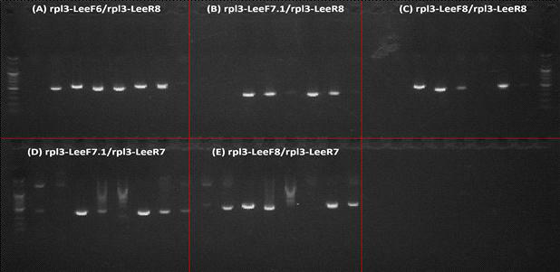 rpl3 primer 조합 테스트 전기영동 결과 사진