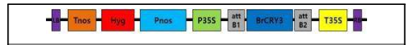 배추 형질전환용 과발현 벡터 구성 (Bra036524→pLSI64; Bra009798→pLSI66). BrCRY3 유전자는 CaMV35S promoter 에 의해 조절 받으며, 항생제 선발 marker로 hygromycin 저 항성 유전자를 포함하고 있음