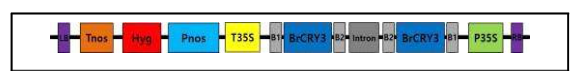 배추 형질전환용 저발현(RNAi) 벡터 구성 (pLSI72). BrCRY3 유전자는 CaMV35S promoter에 의해 조절 받으며, 항생제 선발 marker로 hygromycin 저항성 유전자를 포함하고 있음