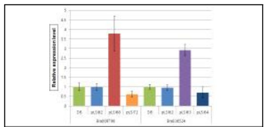 BrCRY3 유전자의 과발현 및 저발현(RNAi) 배추 형질전환체 이용 발현 분석. pLSI62: Regenerated plants; pLSI63, 64: BrCRY3 (Bra036524); pLSI66: BrCRY3 (Bra009798); pLSI72: BrCRY3 (Bra009798, RNAi)