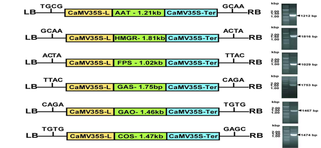 MVA 유전자 활용 단일유전자발현 모듈(Lv.1) 구축