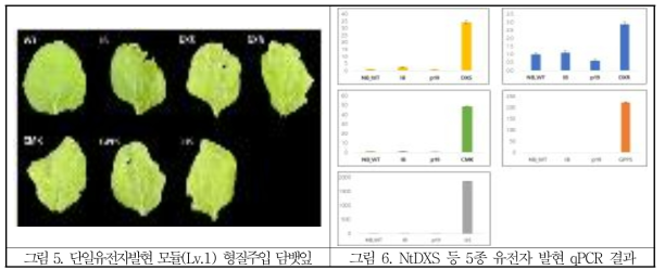 NtGGPPS 유전자 발현 억제 qRT-PCR 결과