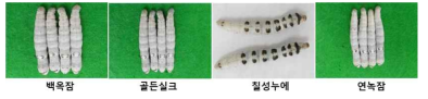 스마트 간이 사육실 누에사육 결과