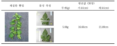 뽕잎 표본의 물성 측정