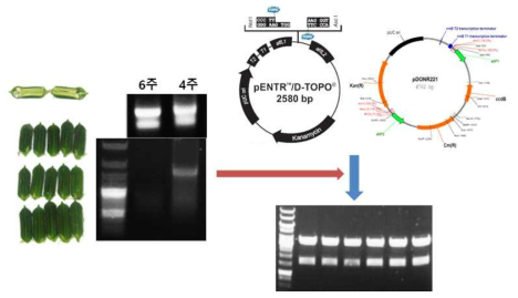 참깨발달종자 4주차에서 RNA 추출후 유전자 클로닝