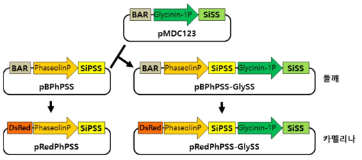 리그난 합성유전자를 포함하는 식물형질전환 벡터. 종자특이적 phaseolin, glycinin-1 promoter를 각각 사용하였으며 PSS 단독인 것과 PSS-SS 이중인 것을 각각 제작하였으며 카멜리나 형질전환을 위해 bar gene 대신 DsRed가 선발마커로 포함된 벡터도 제작함