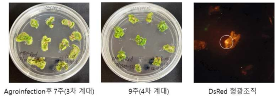 들깨 본엽을 이용하여 형질전환한 절편체의 재분화되는 모양