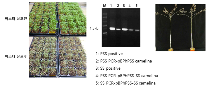 pBPhPSS와 pBPhPSS-SS로 각각 형질전환한 카멜리나를 바스타를 살포하여 선 발하고 생존한 개체에서 PCR로 도입유전자 삽입 검정