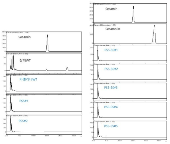 지용성 리그난 형질전환 카멜리나 종자의 지용성 리그난 분석. PSS 형질전환 카멜리나 (좌)와 PSS-SS 형질전환 카멜리나 (우) 모두에서 지용성 리그난이 검출되지 않았음
