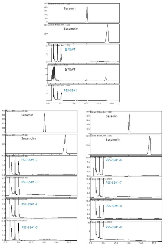 지용성 리그난 형질전환 들깨나 종자의 지용성 리그난 분석. PSS-SS#1 형질전환 T1 들깨 (상)와 PSS-SS#1의 T2 들깨 (하) 모두에서 세사민만 소량 검출되었음
