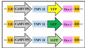 형광 단백질 발현 벡터 모식도