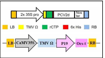 PCV2d 발현 벡터 모식도