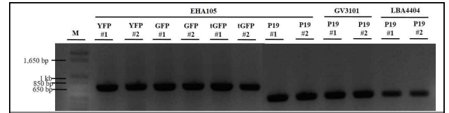 목표 유전자 삽입 아그로박테리움 플라스미드의 PCR 결과