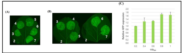 아그로박테리움 균주 배양액의 밀도별 형광단백질 발현 결과 (A) 토양재배, (B) 양액재배, (C) 형광단백질 정량 및 비교분석