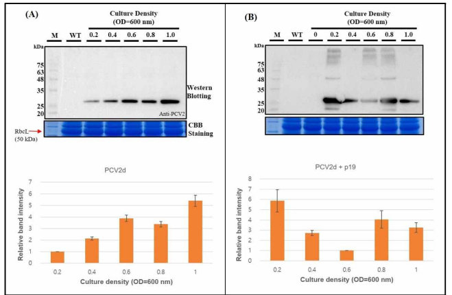 아그로박테리움 균주 배양액의 밀도별 PCV2d 항원 단백질 발현 결과 (A) PCV2d, (B) PCV2d와 p19의 공동배양