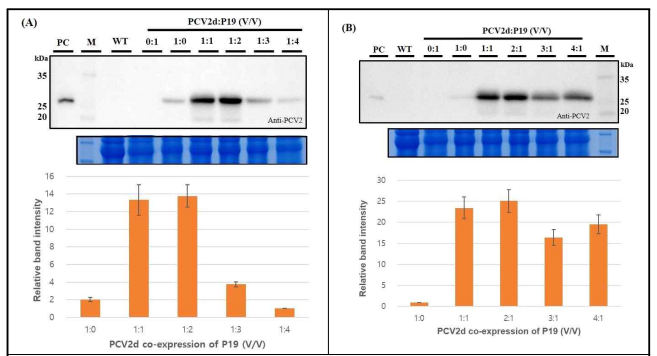 PCV2d와 p19의 공동배양 비율별 PCV2d 단백질 발현 결과