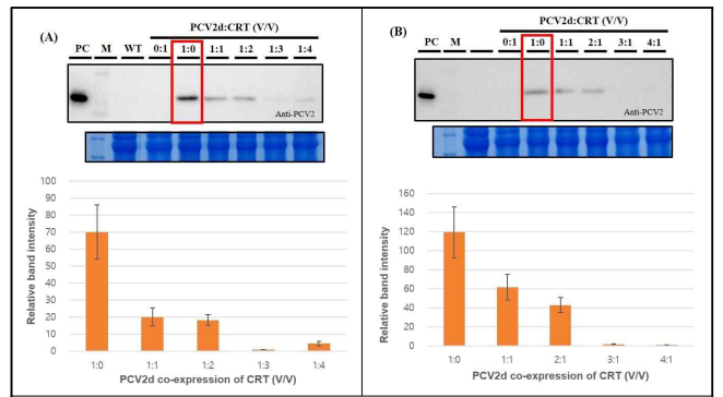 PCV2d와 CRT의 공동배양 비율별 PCV2d 단백질 발현 결과