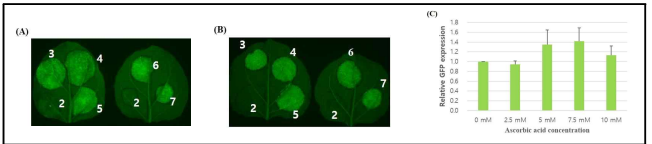 항산화제 농도별 처리에 따른 형광단백질 발현 결과 (A) 토양재배, (B) 양액재배, (C) 형광단백질 정량 및 비교분석