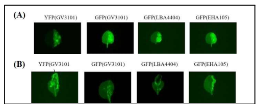 담배에서의 형광단백질 발현 양상 (A) N. benthamiana, (B) N. tabacum